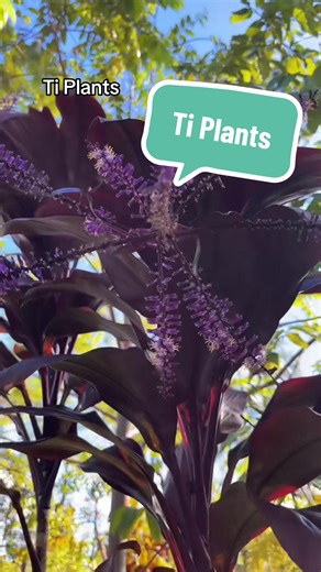 #Ti #plants #tiplant #nature #garden The Ti plant (Cordyline fruticosa) is a tropical plant known for its colorful, palm-like foliage, often grown as an ornamental houseplant or landscape shrub in warm climates for its vibrant leaves and cultural significance, believed to bring good luck and ward off evil spirits in Hawaiian culture, where its leaves are used for leis and hula skirts. It thrives in bright, indirect light and requires well-draining soil, with varieties featuring leaves in shades 