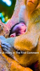Helpless Newborn Monkey Kidnapped by Another Female Monkey | Monkey Cambodia