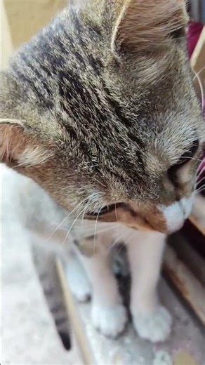 la la love you 🐾🐈 #cat #prettycat #catlife #catvideos