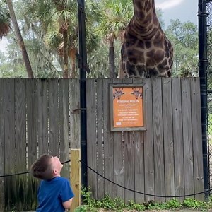 1K views · 67 reactions | Feeding a real giraffe is such an exciting experience! 漣 You can feed our giraffes, Rafiki and Gage, for a $5 donation that goes toward the care of our animal residents. : lowen_family on Instagram | Central Florida Zoo & Botanical Gardens | Facebook
