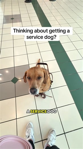 The laws discussed in this video are US specific. These are the basics you need to know coming into the service dog community. These are very quick, short explanations of each. If you want further explanation or have questions feel free to ask! #servicedog #servicedogcommunity #dogcommunity #servicedogintraining