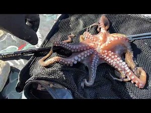 Unveiling the Octopus: Extracting Sharp Beak! #OctopusAnatomy #SharpBeak #MarineLife