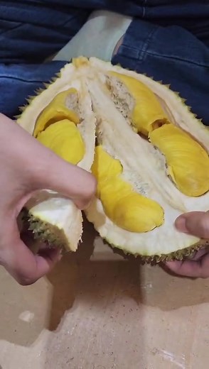 榴莲飘香的季节， 当然不能错过榴莲王中王的坤玉榴莲。 #durianlover #durian #duriankunyit #malaysiatiktok #liveinstyle #melivingmylife #fypシ #fyp #malaysiadurian
