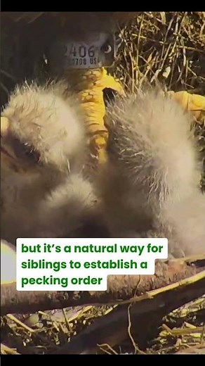 Bald Eaglet Bonking: Establishing a Pecking Order