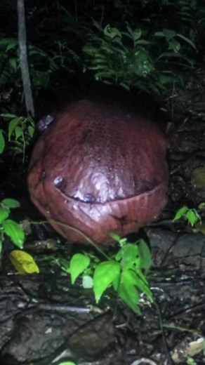Exploring the Fascinating Rafflesia Flower