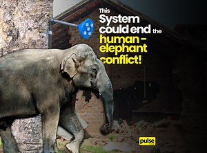 37 reactions · 14 shares | In place of electric fences, WNPS has come up with a new and more ethical way to keep the human-elephant conflict at bay. Keep watching to discover how the Light Repel System (LRS) works! | Pulse | Facebook