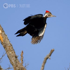 Woodpeckers are thought of as chaotic and noisy, but did you know they could be quite soothing? [VID: Compilation footage of woodpeckers] | Nature | PBS