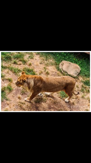 Magnetic Hill Zoo, Moncton, New Brunswick, Canada. | Johnny Dallas Photography