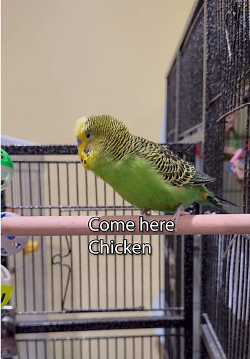 Talking Budgie Boba Calls Chicken