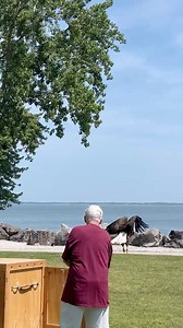 Today at the Marblehead Lighthouse: A rehabilitated bald eagle was released back to its natural habitat in Ottawa county thanks to Back To The Wild, Castalia, Ohio ! | Marblehead Lighthouse State Park