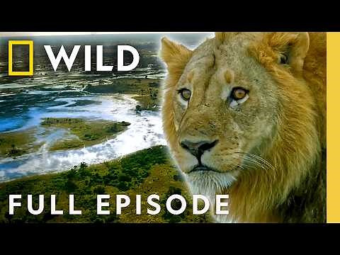 Inside the Transformation of the Okavango Delta (Full Episode) | The Flood: Part 2 | Nat Geo Animals