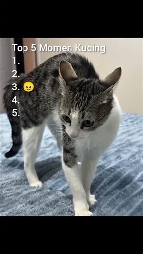 top 5 momen lucu kucing #lucu #random #kucing ..part 9