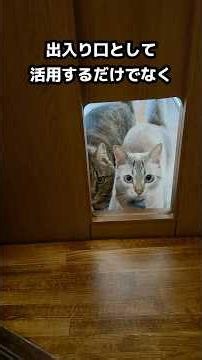 【猫と暮らす家】ドアに穴を開けて猫専用通路を作ったら…遊び場としても活躍してこうなりましたw