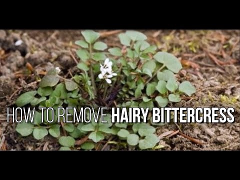 How to weed out Hairy Bittercress