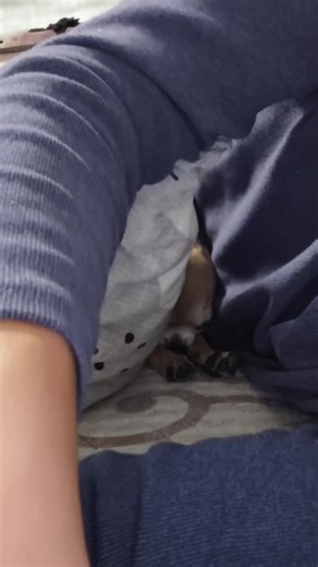 Sus #dog#megalovania