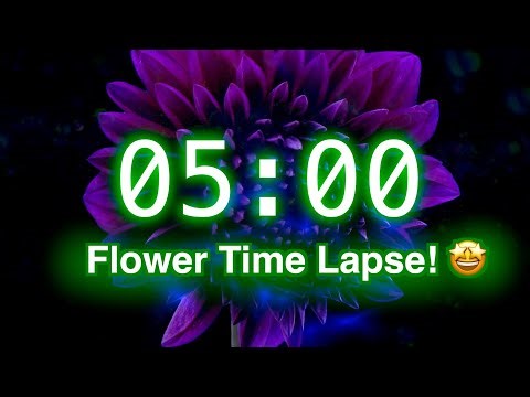 5-Minute Timer with Music | Stunning Flower Bloom Time Lapse for Classroom Focus