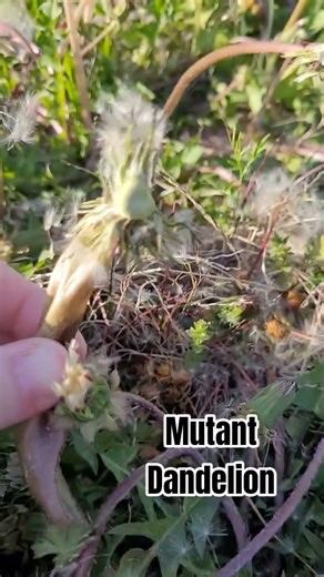 Mutant Dandelion!!! It appears 3 or 4 dandelions grew together into one massive stem and head!