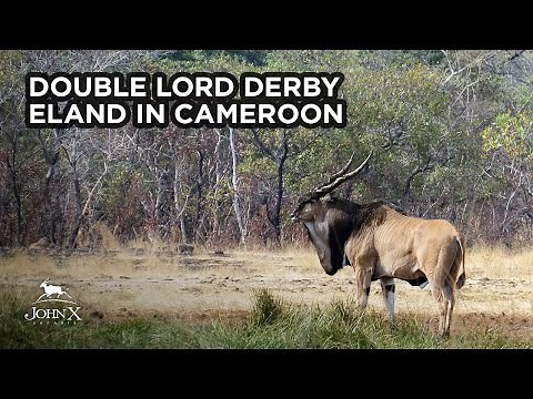John X Safaris | Double Lord Derby Eland in Cameroon