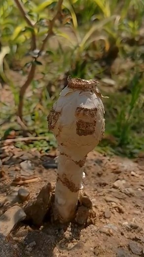 Do you know about desert mushrooms? 🍄🌵