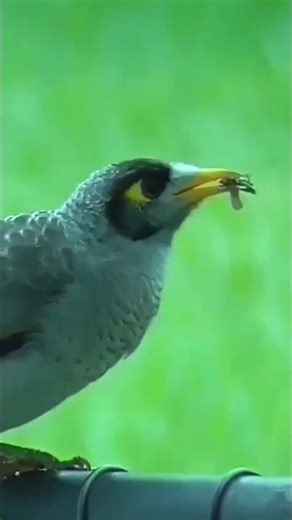 Noisy Miner caught a small insect in Queensland during Autumn #shorts