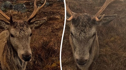 Incredible footage shows stag approaching walker and licking his camera lens