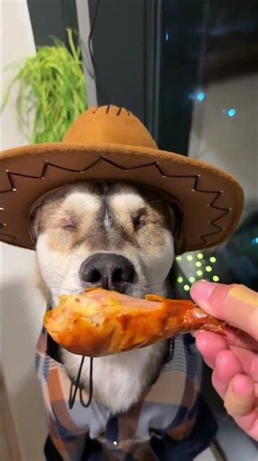 My Dog Acting Like a Cowboy! 🤠#viralvideo #viralvideos
