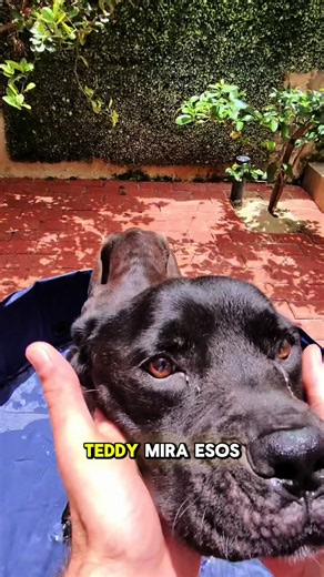 Teddy 🐶🌮 “Bañándose por primera vez” 🥹 @purinamx #fundacionhuellitasaleman #orlandoaleman #dog #oa3090