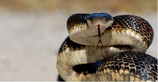 Western Rat Snake