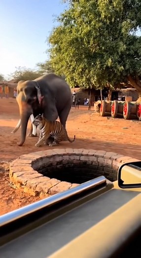 A rare moment from deep inside the jungle — a tiger and an elephant face off in a fierce territorial fight. The roar, dust, and raw power of nature caught on camera. Watch till the end to see who backs off! #TigerVsElephant #WildClash #JungleFight #AnimalTerritory #WildlifeMoment #RealNature #CaughtOnCamera #ViralWildlife | Throne Wars Legends | Facebook