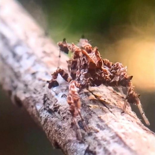 The most intelligent spider- Portia fimbriata.Read description to know why #interestingfacts #spider