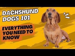 Dachshund Dogs 101: Everything You Need To Know - Is It the Right Dog for You?