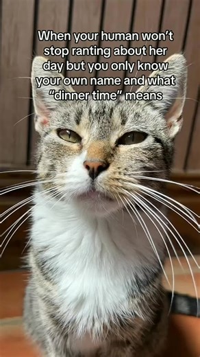 Why Kittens Love Empty Boxes: A Fun Exploration