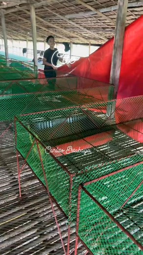 1.6K reactions · 71 shares | Ganitong set up. | Carlito Estabaya | Facebook