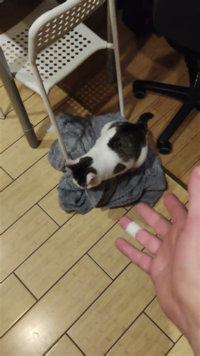 Котофот Барис Барисыч