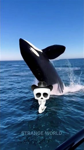 shark Trolling video 💀