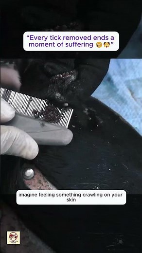 Removing Ticks From a Dog 😨 | Severe Tick Infestation in Dog’s Ears (Satisfying & Emotional)