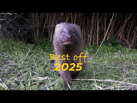 🎥 Best Of 2025