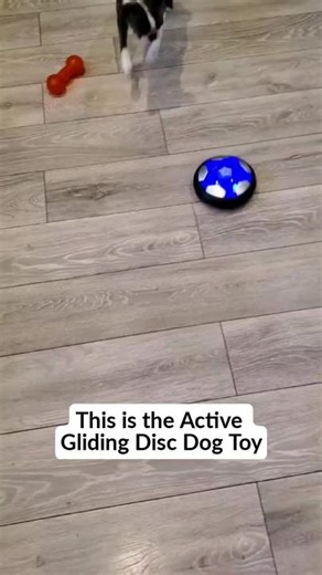 Paw Comfort on TikTok