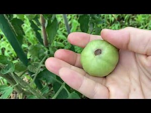 トマトの尻腐れが出た…。対策はこれ