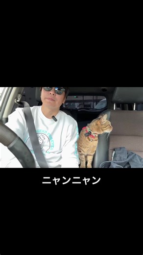 sailors#猫 #cat #キジトラ #ドライブ猫