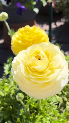 2.4K views · 50 reactions | Ranunculus – the star of your spring...