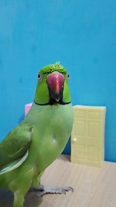 196K views · 2.2K reactions | Aapas mein Baat karo  | ParroTube | Facebook