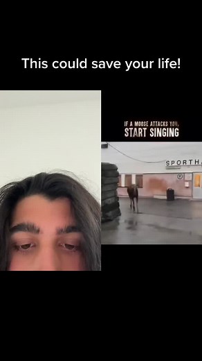 How to Survive a Moose Attack: Essential Tips