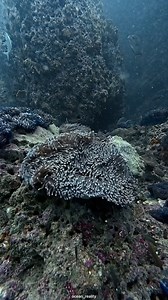 Nothing could stop this dive from being amazing — not the heavy rain, not the real waves, not the clouds of plankton. Even for my spoiled taste, it was a perfect dive. #oceanreality | Ocean Reality Channel