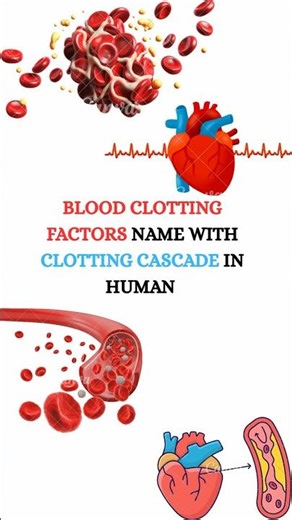 Blood Clotting Process 🩸 | Human Coagulation Cascade Easy Explanation 🔥