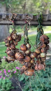 9K views · 39 reactions | Onions are SO EASY to grow! I always wait...