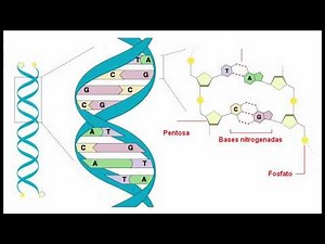 Estructura del ADN y ARN