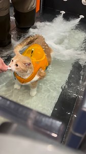 Natacha at @rehabfuryourpet is so kind, gentle & reassuring with our cats. We are lucky to have her 🥹 Biggie is not an easy client to work with and he isn’t afraid to throw paws when he’s had enough of something. This is pretty mild on the Biggie meter of Drama 😂 but I wanted to show you, a lot of reassurance, desensitizing and support goes into these sessions. Here he is getting used to the jets while CC is on the outside learning to cope with the noise (she hates loud noises). | The Big Hous