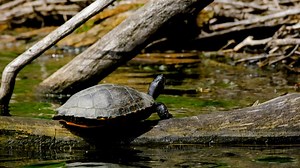 Turtle, Tortoise, Tortoise Shell. Free Stock Video