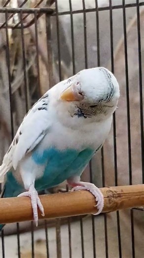 Watch how a tiny white parrot moves 🐥🤍 #whiteparrot #cutebirds #parrotlove #viralshorts